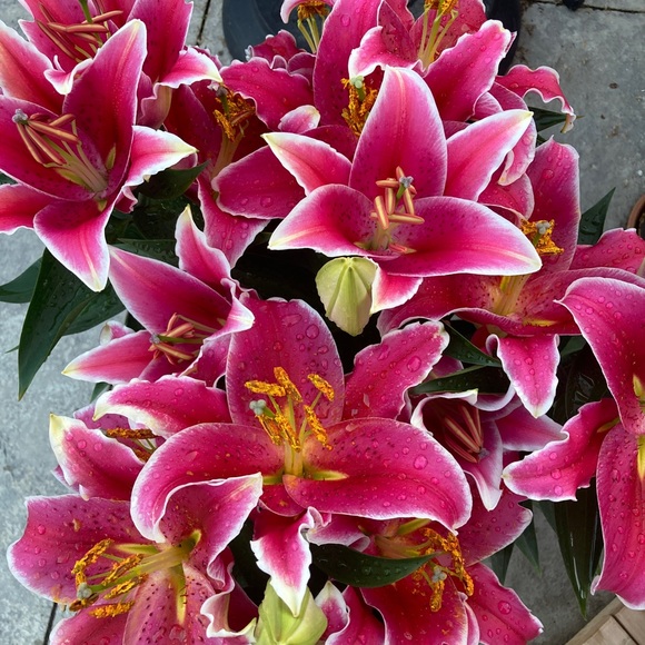 Meet your Posher - Picture 4 of 9